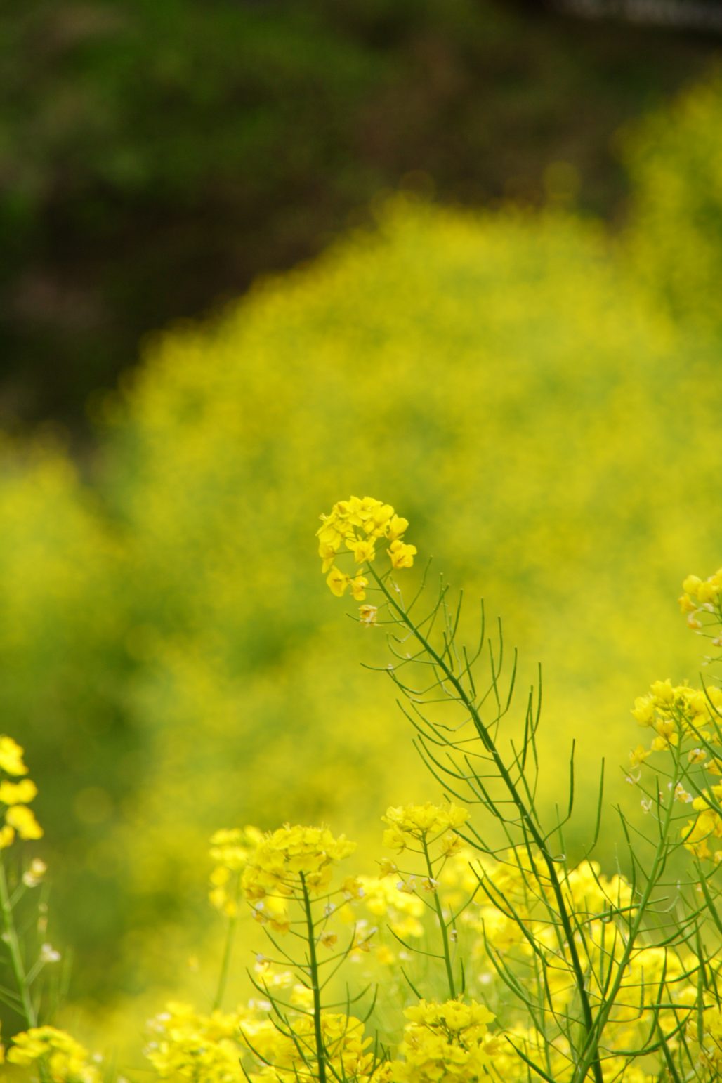 北緯40度を通る都市を調べたら菜の花シフォンケーキにたどり着いた話【稲田教室】