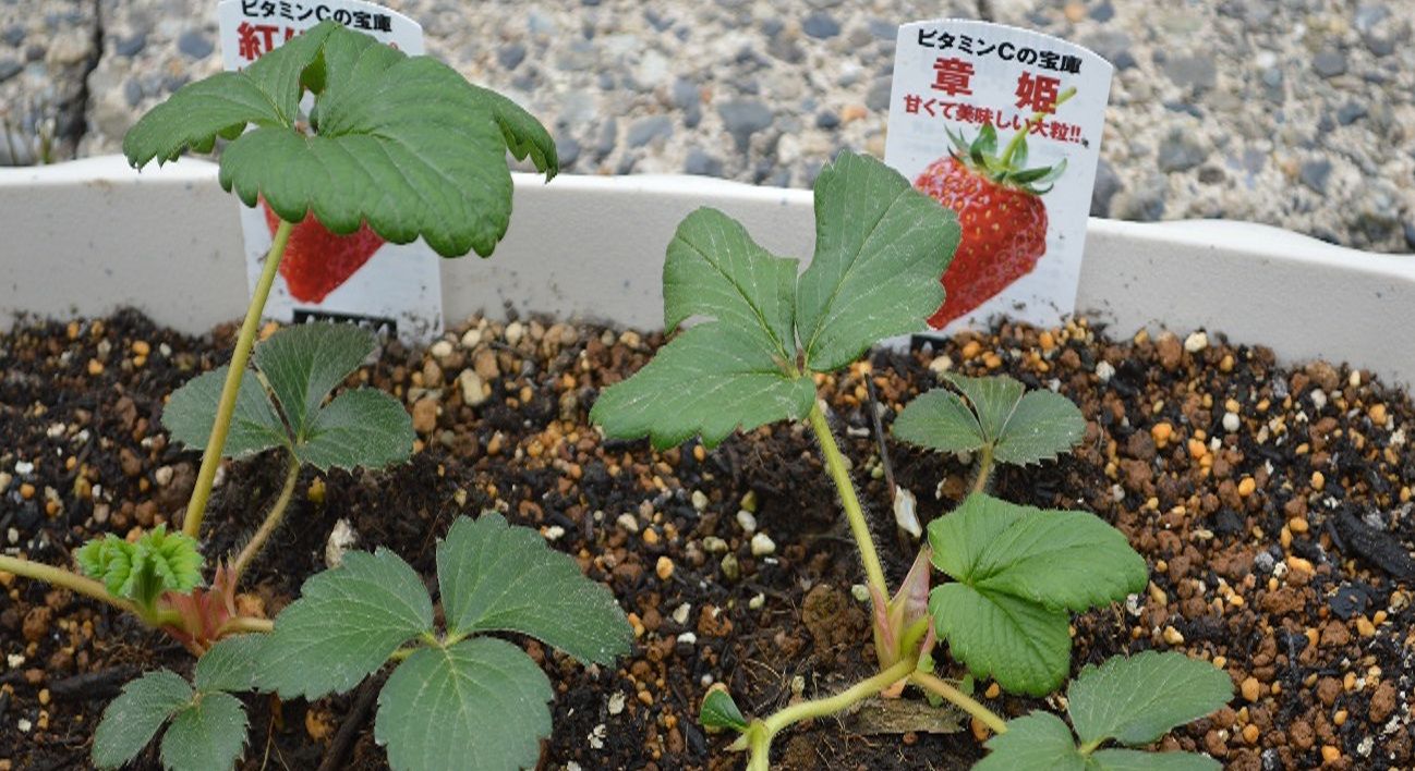 イチゴ観察日記①【柳町教室】