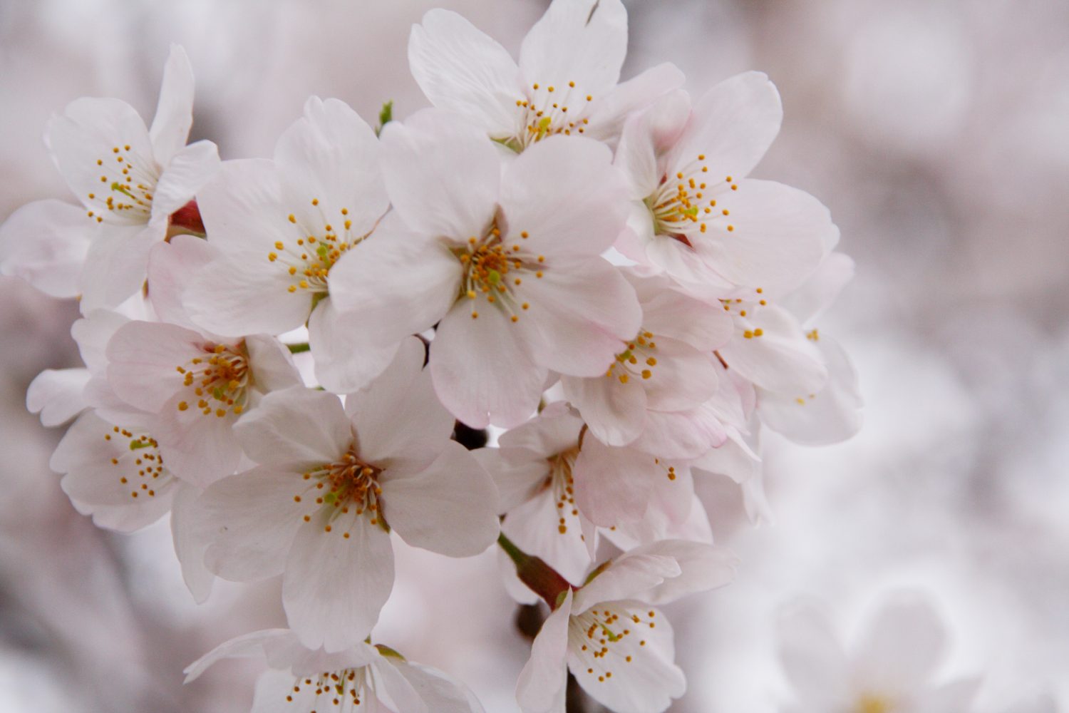 桜が満開です【飯田AR教室・飯田駅前教室】