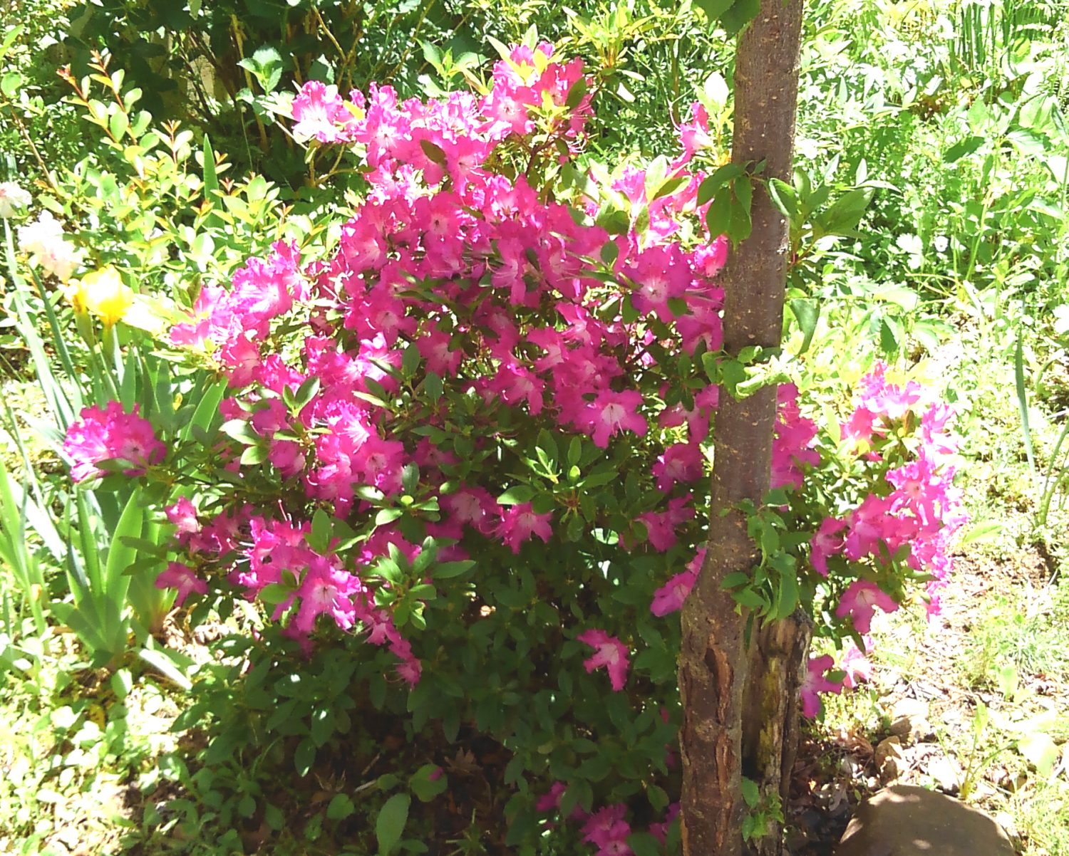 ピンク色の花❀【稲田教室】